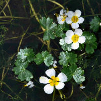 Ranunculus aquatilis