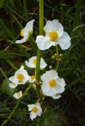 Sagittaria latifolia