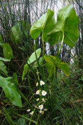 Sagittaria latifolia