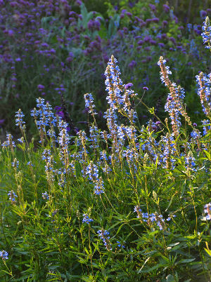 Salvia uliginosa