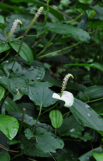 Saururus chinensis