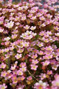 Saxifraga 'Elf'