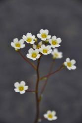 Saxifraga paniculata