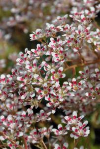 Saxifraga 'southside seedling'