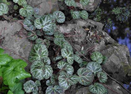 Saxifraga stolonifera