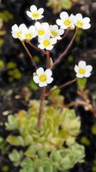 Saxifraga paniculata