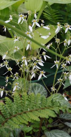 Saxifraga stolonifera