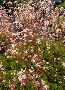 saxifraga umbrosa