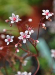 saxifraga umbrosa