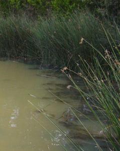 Schoenoplectus lacustris (= S. tabernaemontani, Scirpus lacustris)