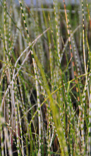 Schoenoplectus lacustris (= S. tabernaemontani, Scirpus lacustris) 'zebrinus'