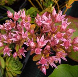 Sedum spurium 'purpureum'