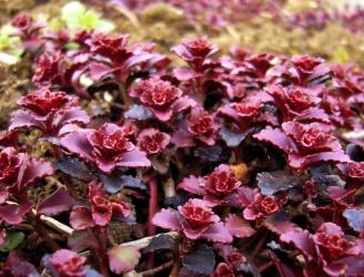 Sedum spurium 'purpureum'