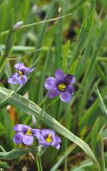 Sisyrinchium bermudianum