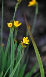 Sisyrinchium californicum