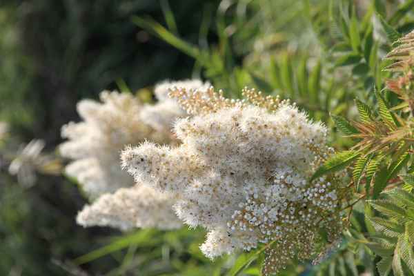 Sorbaria sorbifolia