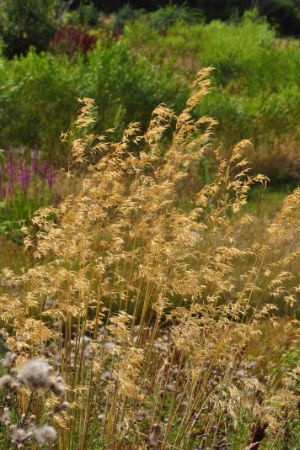 Stipa gigantea