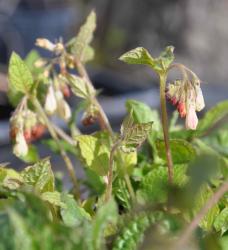 Symphytum grandiflorum (S. ibericum)