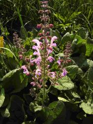 Salvia pratensis 'rose rhapsody'