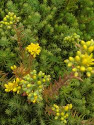 Sedum reflexum (= S. rupestre)