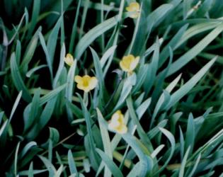 Sisyrinchium californicum