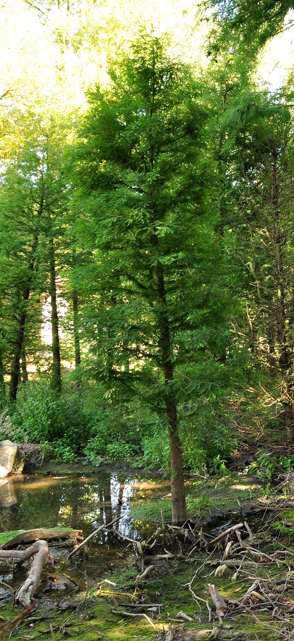 Taxodium distichum