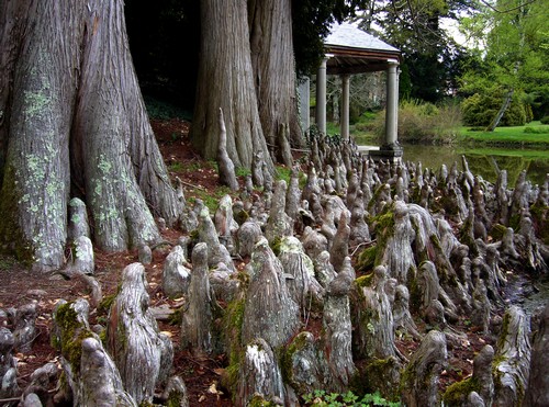 Taxodium distichum