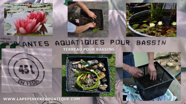 Terreau pour plantes aquatiques