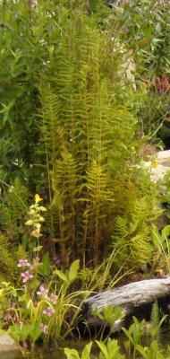 Thelypteris palustris