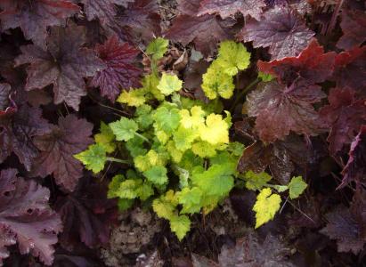 Tolmiea menziesii 'maculata' (=T. Taff's gold')