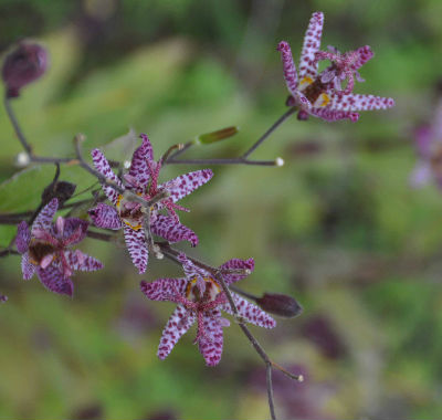 Tricyrtis macropoda