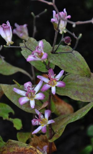 Tricyrtis 'Tojen'