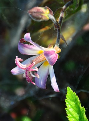 Tricyrtis 'Tojen'