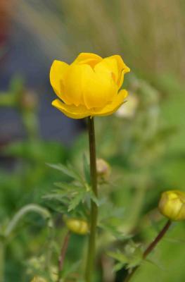 Trollius chinensis