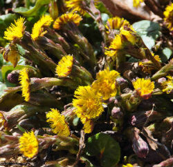 Tussilago farfara