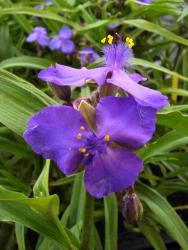 Tradescantia andersionana var.