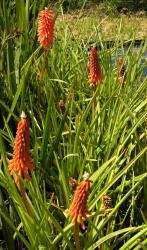 Kniphofia 'Alcazar'