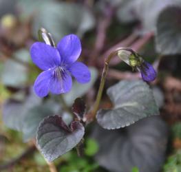 Viola labradorica