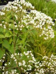 Valeriana officinalis