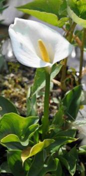 Zantedeschia aethiopica